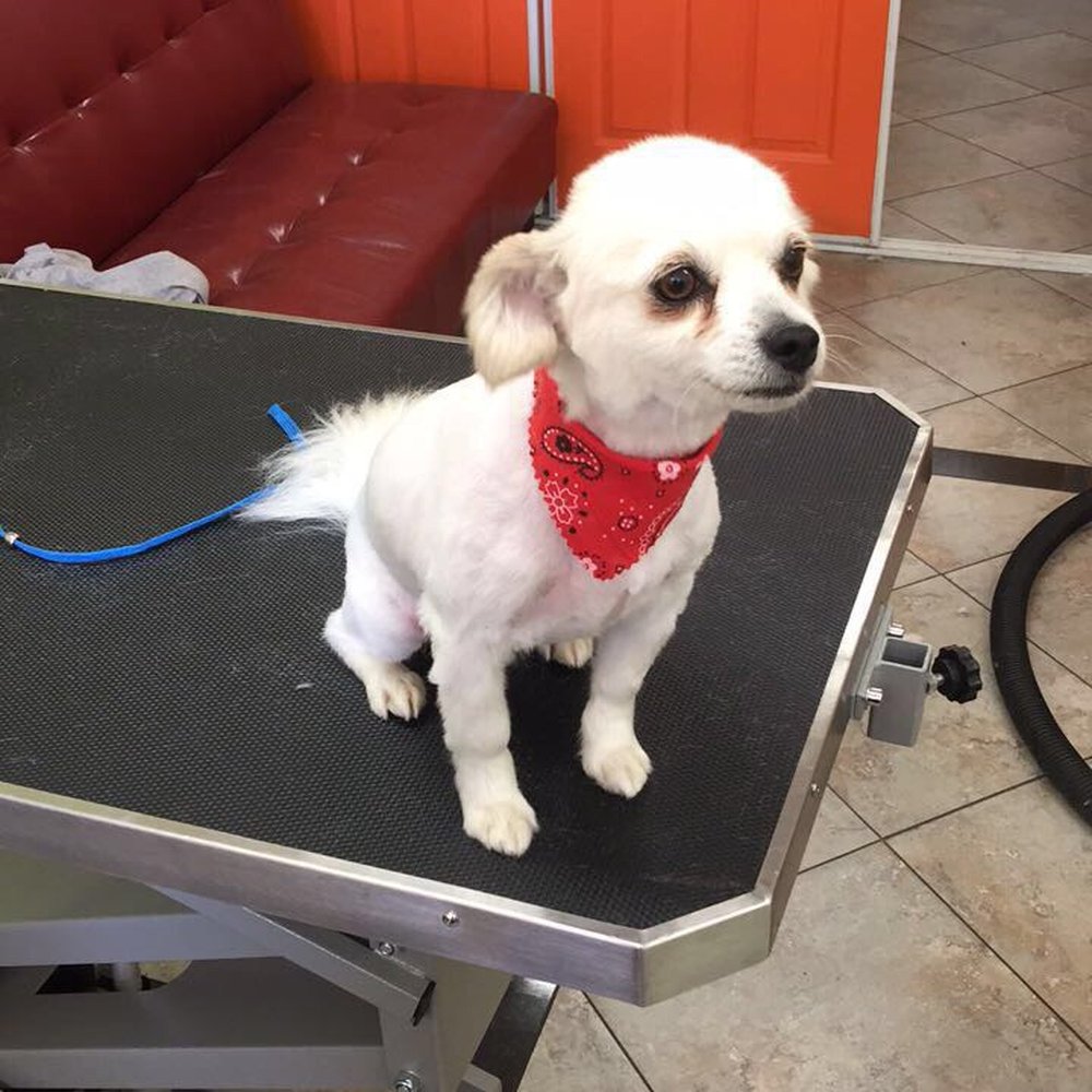 We Groom Pets - My baby - Pet Groomers Near Me - Downey, California We Groom Pets - My baby - Pet Groomers Near Me - Downey, California