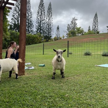 808 Goat Yoga - goat - Yoga Near Me - Kilauea, Hawaii