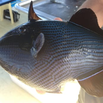 Sashimi Fun Fishing - Fishing Near Me - Honolulu, Hawaii