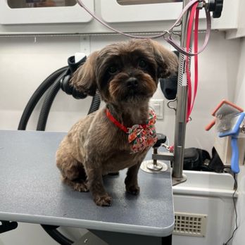 Happy Spa Dogs Mobile Grooming - This is our beautiful Bella after grooming! Thank you, Emily! - Pet Groomers Near Me