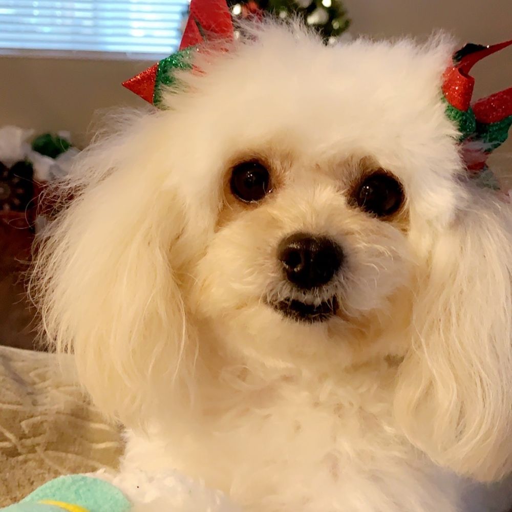 PetSmart - Holly from the front happy as ever. - Pet Training Near Me - Mira Loma, California
