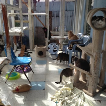 Pet Pride Cat Shelter - Patio area where some of the cats lounge waiting for new owners :) - Animal Shelters Near Me - Los Angeles, California Pet Pride Cat Shelter - Patio area where some of the cats lounge waiting for new owners :) - Animal Shelters Near Me - Los Angeles, California