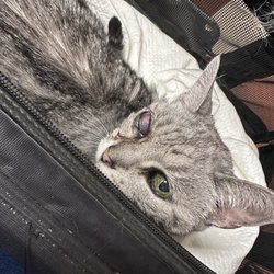 Vinoski Veterinary Clinic - My Kitty's ruptured cornea.