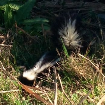 Prado Regional Park - Beware of Sweet Sue Skunk Sighting 3.16.13 below the Fun For All Playground / near the lake - Hiking Near Me - Chino, California