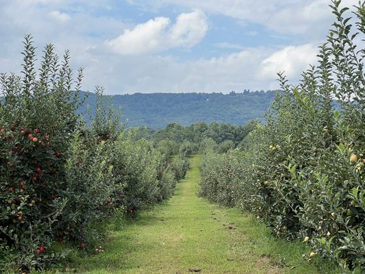 Justus Orchard by null