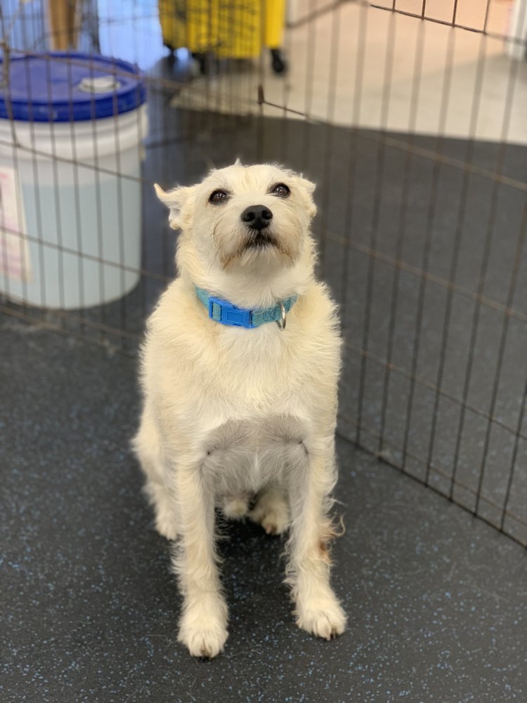 K9 Keep Fit - pet boarding facility in San Jose, CA