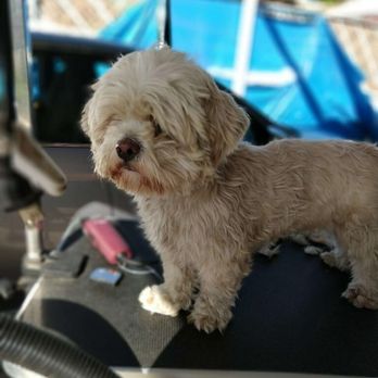 Golden Shears Pet Styling - Teddy before getting groomed - Pet Groomers Near Me Golden Shears Pet Styling - Teddy before getting groomed - Pet Groomers Near Me