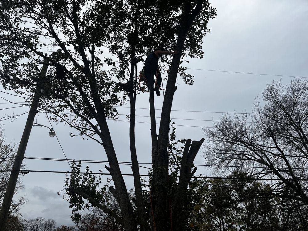 2 Girls 1 Chainsaw - tree service in Louisville, KY