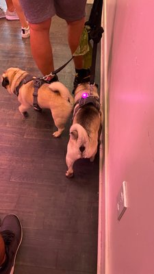 iHalo Krunch by null