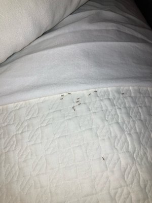 The Carlyle Inn by null