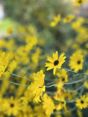 Lewis Ginter Botanical Garden by null