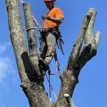 Knotch & Drop Tree Service - Getting work in - Tree Services Near Me Knotch & Drop Tree Service - Getting work in - Tree Services Near Me