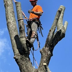 Knotch & Drop Tree Service - Getting work in