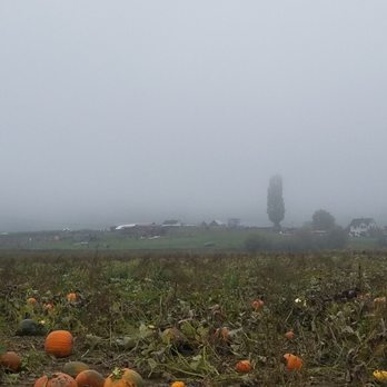 Bob's Corn & Pumpkin Farm - View of farm from the pumpkin patch across the street. - Pumpkin Patches Near Me - Snohomish, Washington