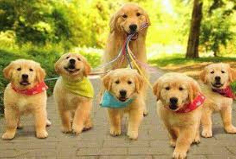 affordable dog boarding