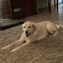 Photo of Patronus Pet Care