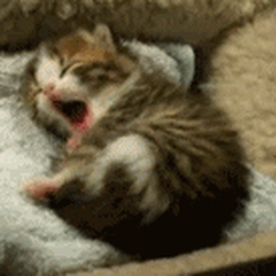 Pizza Hut - I love cats