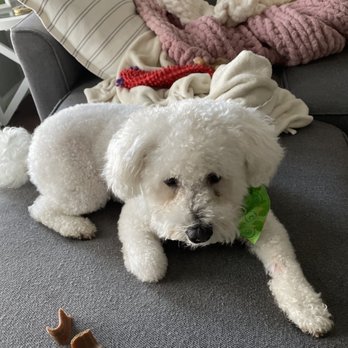 Canine Cloud Nine - Pet Groomers Near Me - Carmel, Indiana