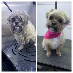 Lavish Tails Mobile Dog Grooming