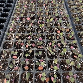 Bloom Ranch Of Acton - Farms Near Me - Acton, California