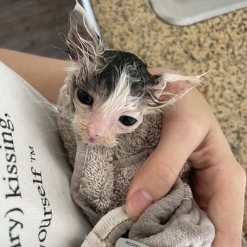 PetSmart - Tiny boi - Pet Training Near Me - Riverside, California