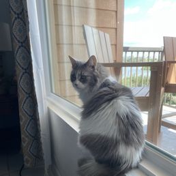 My cat liked it. My cat liked it.