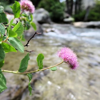 Horsetail Falls Hike - Western Spirea - Hiking Near Me