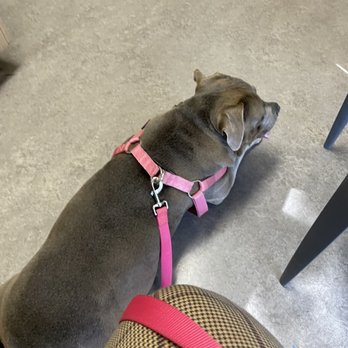 South Davis Veterinary Center - My dog happily waiting for the doctor - Veterinarians Near Me - Davis, California South Davis Veterinary Center - My dog happily waiting for the doctor - Veterinarians Near Me - Davis, California
