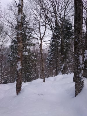 Parc national de la Jacques-Cartier by null