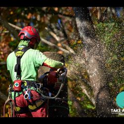 Take a Bough Tree Care