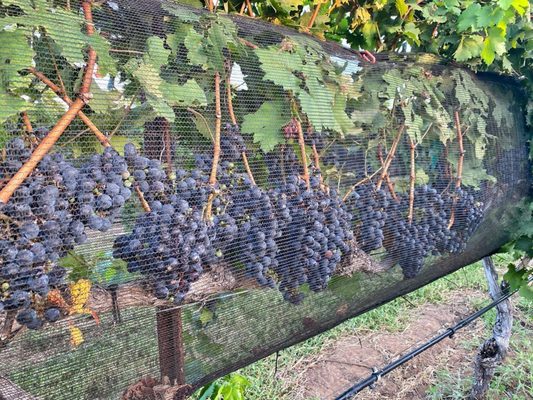 Robert Clay Vineyards by null