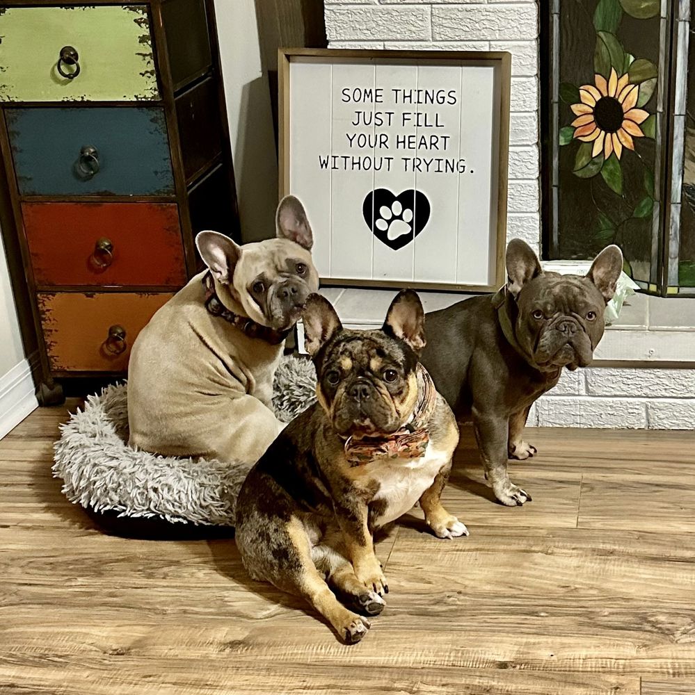 Southern Pawspitality - pet boarding facility in New Orleans, LA