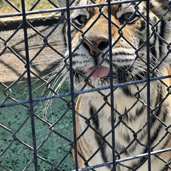 Cat Tales Wildlife Center - Tiger - Amusement Parks Near Me - Spokane, Washington Cat Tales Wildlife Center - Tiger - Amusement Parks Near Me - Spokane, Washington