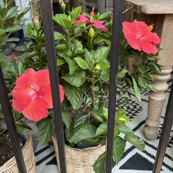 Walmart Supercenter - red hibise flowers in a wicker basket - Department Stores Near Me - Austin, Texas Walmart Supercenter - red hibise flowers in a wicker basket - Department Stores Near Me - Austin, Texas