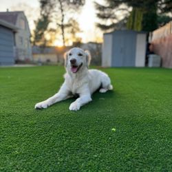Quality Hardscapes & Design - Dog turf