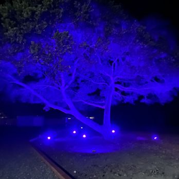 R & J Landscaping - Oak Tree Lights installed by R&J Landscaping - Landscaping Near Me - San Jose, California R & J Landscaping - Oak Tree Lights installed by R&J Landscaping - Landscaping Near Me - San Jose, California