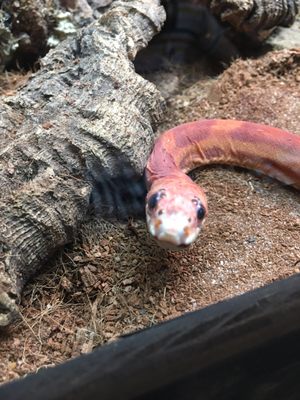 snake discovery reptile shop