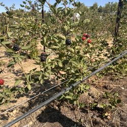 The Blackberry Fields - Close up of the berries