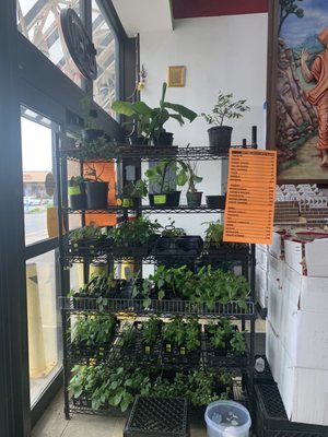India Grocers NJ by null