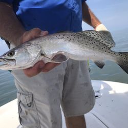 Spotted trout