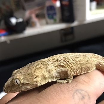 JTK Reptiles - My Leachianus from JTK reptiles - Reptile Shops Near Me - Long Beach, California