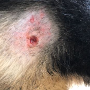 Jet Pet Resort YVR - Shadows wounds from his stay at Jet Pet Resort. Right thigh grade3/4 wound could turn into an abscess. - Pet Sitting Near Me - Richmond, British Columbia