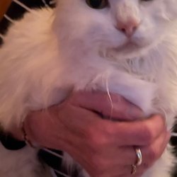A Cat's Place - Oscar Michael- our sweet white bobtail.