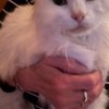 A Cat's Place gift card