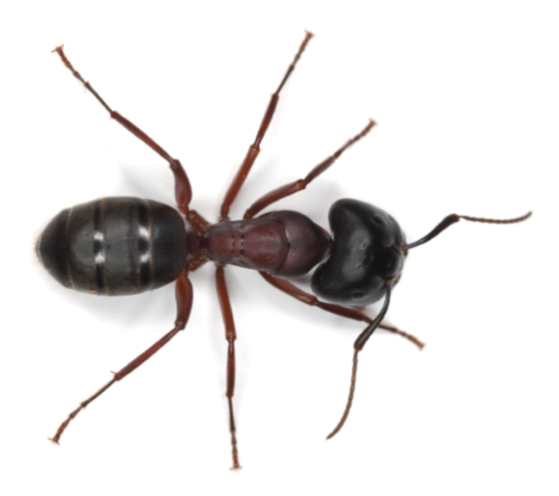 All-Pro Pest Control - veterans service organization in Seattle, WA