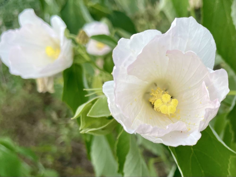 Allegheny RiverTrail Park