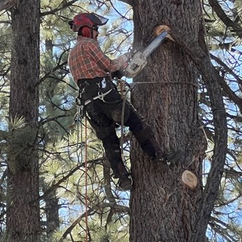 Fire Risk Management - Tree Services Near Me Fire Risk Management - Tree Services Near Me