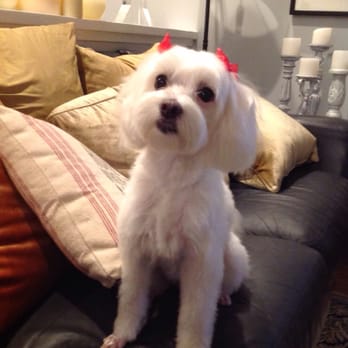 Best smile mobile grooming Top Sellers