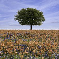 Old Baylor Park