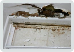 Slide of Alligator Sewer and Drain